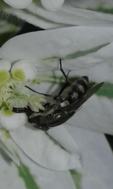 Rhiniidae : Stomorhina lunata?